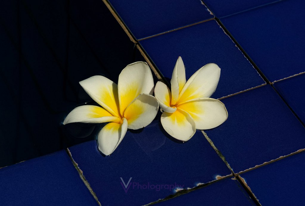 Frangipani Blumen - Bali